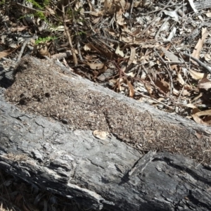 Papyrius nitidus at O'Malley, ACT - suppressed