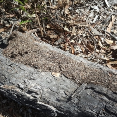 Papyrius nitidus (Shining Coconut Ant) at O'Malley, ACT - 9 Dec 2018 by Mike