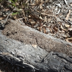 Papyrius nitidus (Shining Coconut Ant) at Mount Mugga Mugga - 8 Dec 2018 by Mike