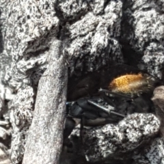 Camponotus aeneopilosus (A Golden-tailed sugar ant) at O'Malley, ACT - 8 Dec 2018 by Mike