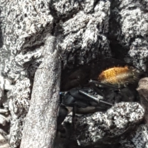 Camponotus aeneopilosus at O'Malley, ACT - 9 Dec 2018 09:58 AM