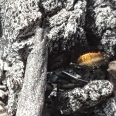 Camponotus aeneopilosus (A Golden-tailed sugar ant) at Mount Mugga Mugga - 8 Dec 2018 by Mike