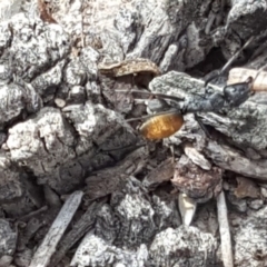 Camponotus aeneopilosus at O'Malley, ACT - 9 Dec 2018 09:58 AM