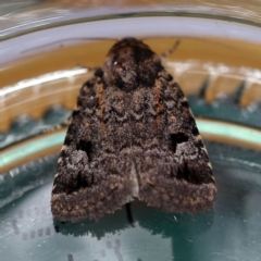 Thoracolopha verecunda (A Noctuid moth (Acronictinae)) at O'Connor, ACT - 4 Dec 2018 by ibaird