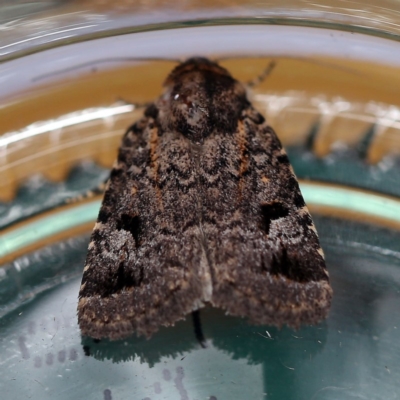 Thoracolopha verecunda (A Noctuid moth (Acronictinae)) at O'Connor, ACT - 4 Dec 2018 by ibaird