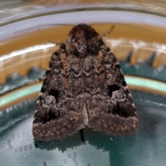 Thoracolopha verecunda (A Noctuid moth (Acronictinae)) at O'Connor, ACT - 3 Dec 2018 by ibaird