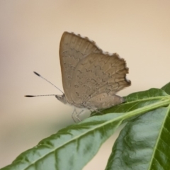 Paralucia pyrodiscus (Fiery Copper) at Illilanga & Baroona - 9 Dec 2018 by Illilanga