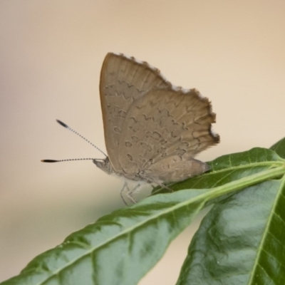 Paralucia pyrodiscus (Fiery Copper) at Michelago, NSW - 9 Dec 2018 by Illilanga