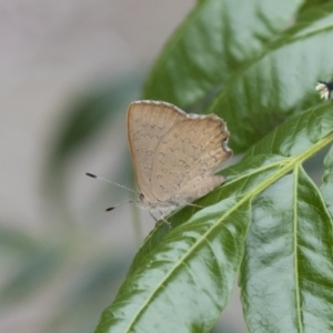 Paralucia pyrodiscus at Michelago, NSW - 9 Dec 2018