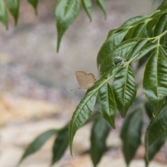 Paralucia pyrodiscus at Michelago, NSW - 9 Dec 2018