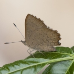 Paralucia pyrodiscus at Michelago, NSW - 9 Dec 2018