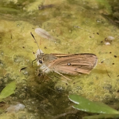 Trapezites eliena (Orange Ochre) at Michelago, NSW - 7 Dec 2018 by Illilanga