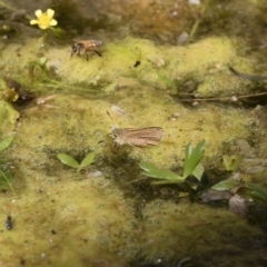 Trapezites eliena at Michelago, NSW - 7 Dec 2018 02:43 PM