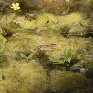 Trapezites eliena at Michelago, NSW - 7 Dec 2018 02:43 PM