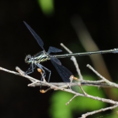 Austroargiolestes icteromelas (Common Flatwing) at ANBG - 3 Dec 2018 by TimL