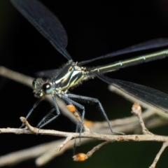 Austroargiolestes icteromelas at Acton, ACT - 3 Dec 2018