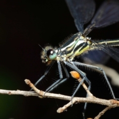 Austroargiolestes icteromelas at Acton, ACT - 3 Dec 2018