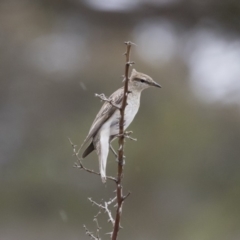 Lalage tricolor (White-winged Triller) at Michelago, NSW - 9 Dec 2018 by Illilanga