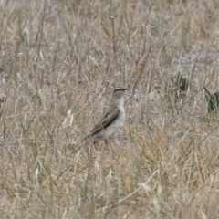 Lalage tricolor at Michelago, NSW - 9 Dec 2018 11:57 AM