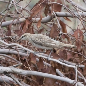 Lalage tricolor at Michelago, NSW - 9 Dec 2018 11:57 AM