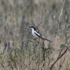 Lalage tricolor at Michelago, NSW - 9 Dec 2018 11:57 AM