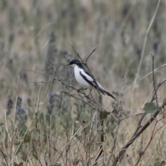 Lalage tricolor at Michelago, NSW - 9 Dec 2018 11:57 AM