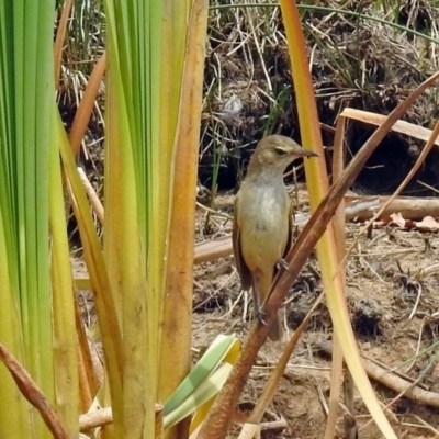 Acrocephalus australis (Australian Reed-Warbler) at Dickson Wetland Corridor - 9 Dec 2018 by RodDeb