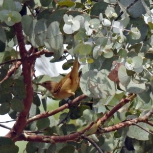 Acrocephalus australis at Dickson, ACT - 9 Dec 2018 11:18 AM