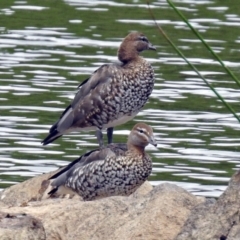 Chenonetta jubata (Australian Wood Duck) at Dickson Wetland - 9 Dec 2018 by RodDeb