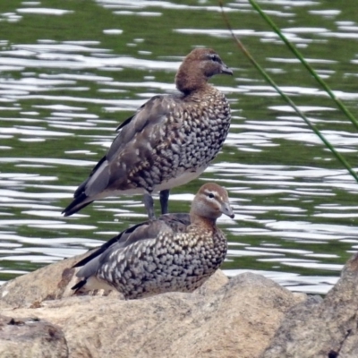 Chenonetta jubata (Australian Wood Duck) at Dickson Wetland Corridor - 9 Dec 2018 by RodDeb