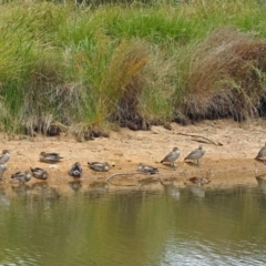 Chenonetta jubata at Dickson, ACT - 9 Dec 2018 11:29 AM