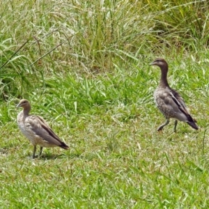 Chenonetta jubata at Dickson, ACT - 9 Dec 2018