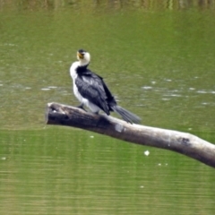 Microcarbo melanoleucos (Little Pied Cormorant) at Dickson Wetland Corridor - 9 Dec 2018 by RodDeb