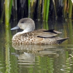 Anas gracilis (Grey Teal) at Dickson Wetland Corridor - 9 Dec 2018 by RodDeb