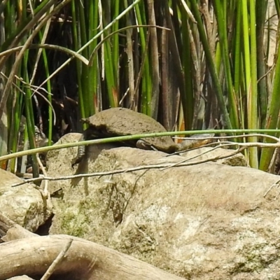 Chelodina longicollis (Eastern Long-necked Turtle) at Dickson Wetland - 9 Dec 2018 by RodDeb