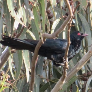 Eudynamys orientalis at Curtin, ACT - 9 Dec 2018 06:24 AM