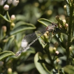 Xanthagrion erythroneurum (Red & Blue Damsel) at Michelago, NSW - 7 Dec 2018 by Illilanga