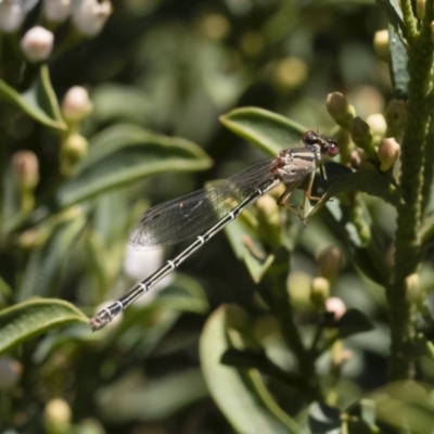 Xanthagrion erythroneurum (Red & Blue Damsel) at Illilanga & Baroona - 7 Dec 2018 by Illilanga