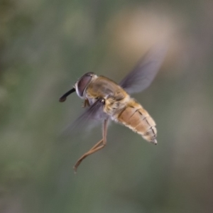 Trichophthalma punctata at Michelago, NSW - 26 Dec 2017