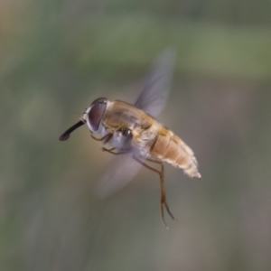 Trichophthalma punctata at Michelago, NSW - 26 Dec 2017