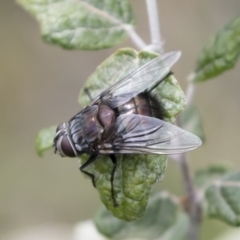 Rutilia (Donovanius) sp. (genus & subgenus) (A Bristle Fly) at Michelago, NSW - 25 Nov 2018 by Illilanga