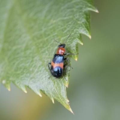 Dicranolaius bellulus (Red and Blue Pollen Beetle) at Michelago, NSW - 8 Dec 2018 by Illilanga