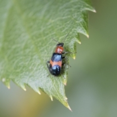 Dicranolaius bellulus (Red and Blue Pollen Beetle) at Michelago, NSW - 8 Dec 2018 by Illilanga