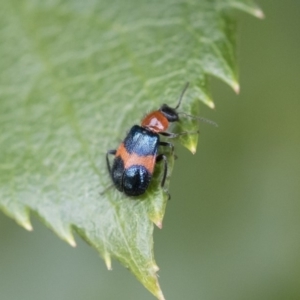 Dicranolaius bellulus at Michelago, NSW - 8 Dec 2018