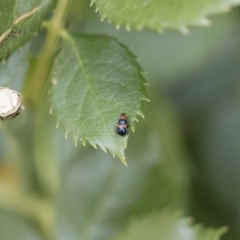 Dicranolaius bellulus at Michelago, NSW - 8 Dec 2018