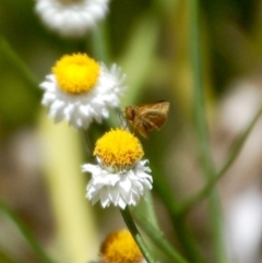 Ocybadistes walkeri (Green Grass-dart) at ANBG - 1 Dec 2018 by KMcCue