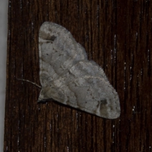 Syneora hemeropa at Higgins, ACT - 11 Apr 2018 07:22 PM