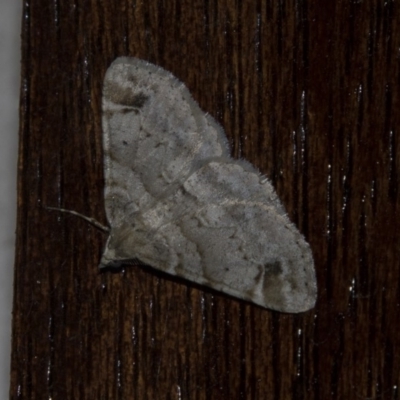 Syneora hemeropa (Ring-tipped Bark Moth) at Higgins, ACT - 11 Apr 2018 by AlisonMilton