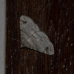 Syneora hemeropa at Higgins, ACT - 11 Apr 2018 07:22 PM