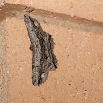 Scioglyptis lyciaria (White-patch Bark Moth) at Higgins, ACT - 29 Mar 2018 by Alison Milton
